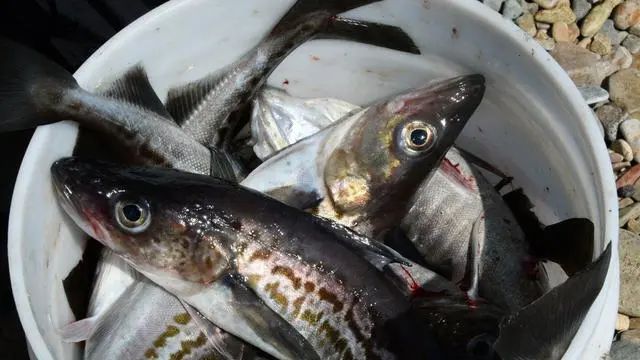 “求饶”晚了！这就是惹怒中国的下场？岸田没料到普京早已出手